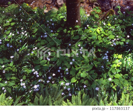 ほたるの郷、奥山川のシャガの花の群生 /兵庫県豊岡市出石町奥山 117863137