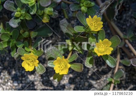 スベリヒユの花 スベリヒユの花 117863210