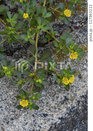 スベリヒユの花 117863212