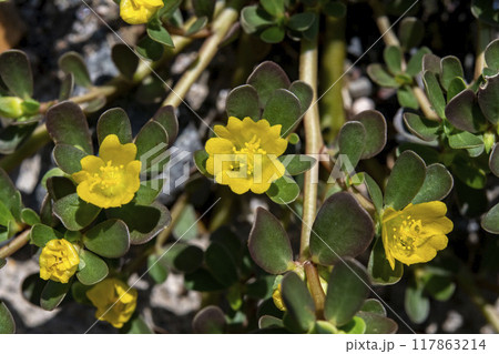 スベリヒユの花 スベリヒユの花 117863214