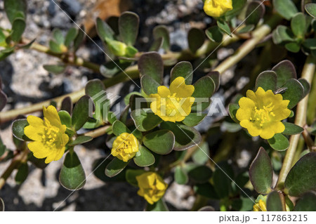 スベリヒユの花 スベリヒユの花 117863215