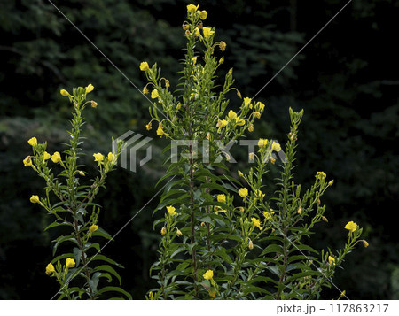 メマツヨイグサ メマツヨイグサ 117863217