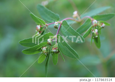 オオニシキソウ 117863514