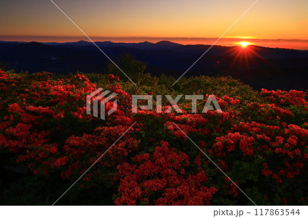 室根山の夜明けとツツジ 117863544