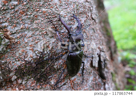 ミヤマクワガタのオス 117863744