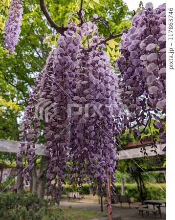 満開の藤の花のある風景 満開の藤の花のある風景 117863746
