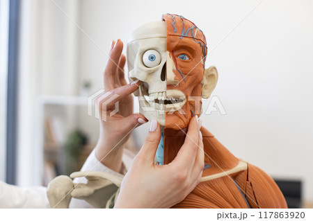 Hands examining anatomical model in medical classroom setting Hands examining anatomical model in medical classroom setting 117863920