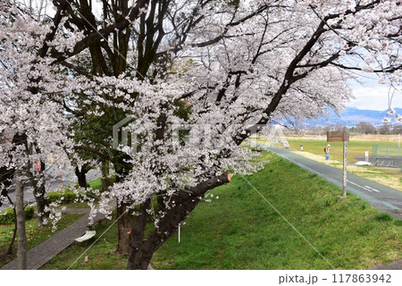 高崎市　烏川西岸土手の満開桜並木と山並み 117863942