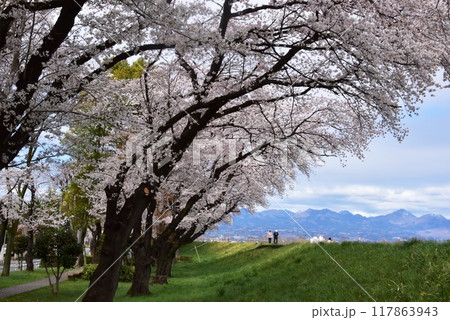高崎市 烏川西岸土手の満開桜並木と山並み 高崎市 烏川西岸土手の満開桜並木と山並み 117863943