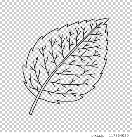 葉のつくり・網状脈・線画 117864029