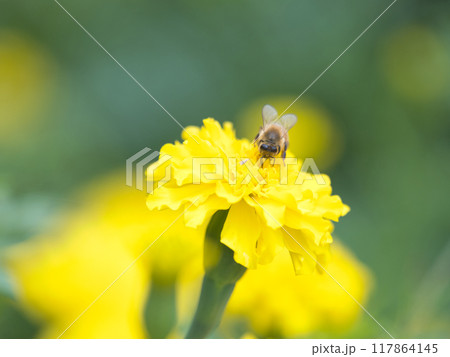 花の蜜を吸うミツバチ 117864145