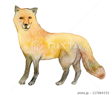 水彩イラスト　キツネ 117864155