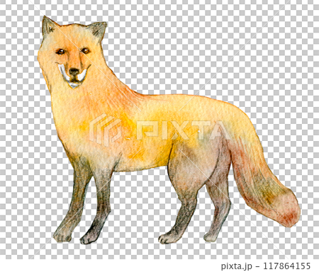 水彩イラスト　キツネ 117864155
