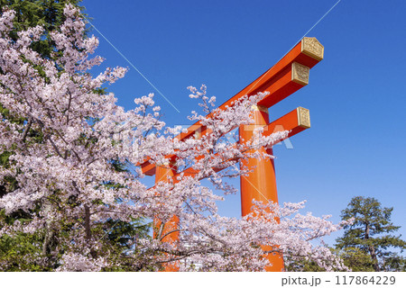 平安神宮の大鳥居と桜並木の風景 京都の桜名所 岡崎疏水の桜並木 京都観光名所 平安神宮の大鳥居と桜並木の風景 京都の桜名所 岡崎疏水の桜並木 京都観光名所 117864229