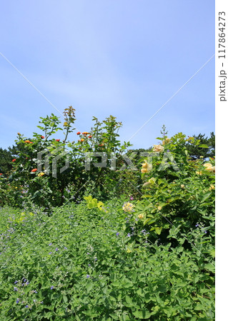 夏の花と青い空 夏の花と青い空 117864273