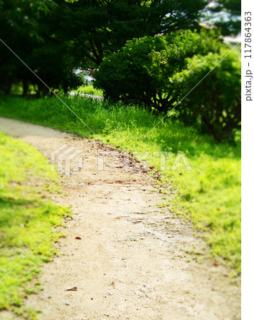 木漏れ日の細道 木漏れ日の細道 117864363