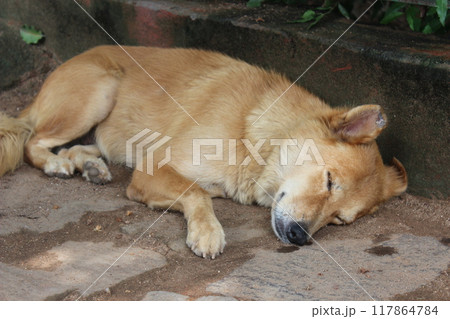 A picture of sleeping dog A picture of sleeping dog 117864784