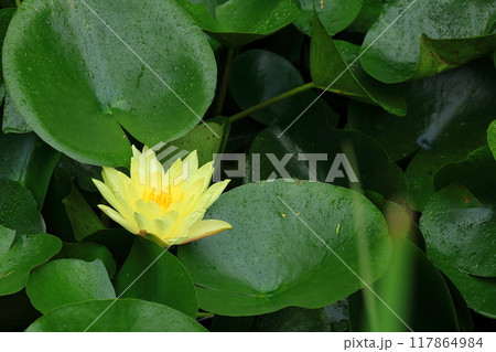 黄色いスイレン 黄色いスイレン 117864984