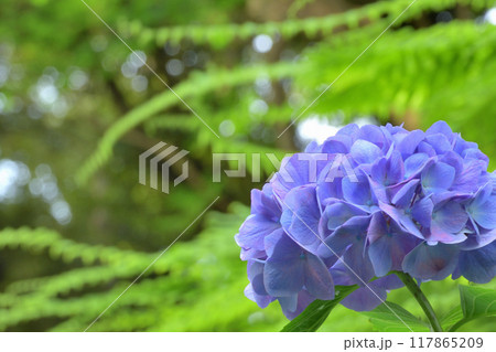 紫陽花 117865209