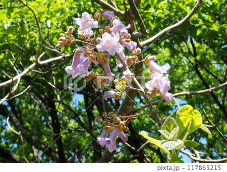 桐の木の花 桐の木の花 117865215