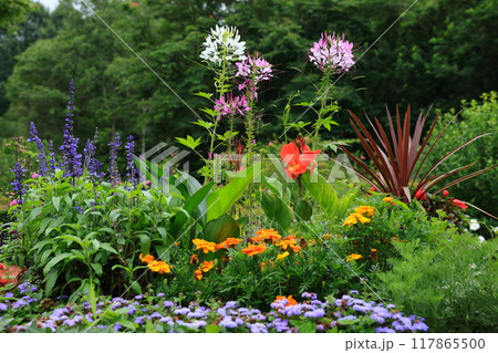 カラフルな夏の庭の花 カラフルな夏の庭の花 117865500