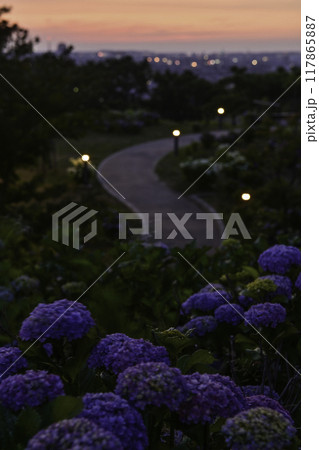 アジサイ咲く卯辰山眺望の丘の夕景 117865887