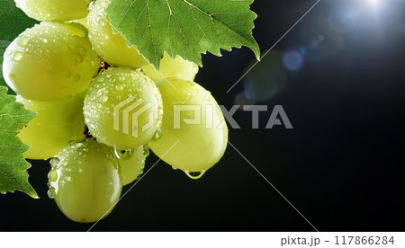 瑞々しいフルーツ 117866284