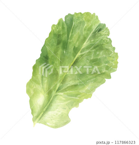 Single fresh green lettuce salad leaf watercolor illustration. Healthy raw garden vegetable plant hand painting in realistic style. Top view. For restaurant menu design, cookbook, recipes Single fresh green lettuce salad leaf watercolor illustration. Healthy raw garden vegetable plant hand painting in realistic style. Top view. For restaurant menu design, cookbook, recipes 117866323