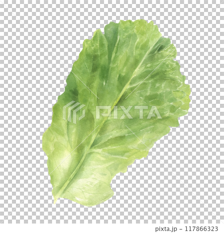 Single fresh green lettuce salad leaf watercolor illustration. Healthy raw garden vegetable plant hand painting in realistic style. Top view. For restaurant menu design, cookbook, recipes Single fresh green lettuce salad leaf watercolor illustration. Healthy raw garden vegetable plant hand painting in realistic style. Top view. For restaurant menu design, cookbook, recipes 117866323