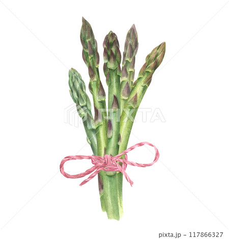 Fresh green asparagus bundle tied with red ropes watercolor illustration. Healthy young spring vegetable stem top view. Copy space for text. For restaurant menu design, cookbook, recipes 117866327