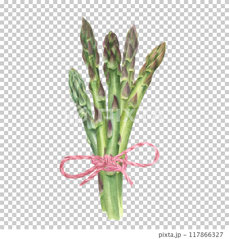 Fresh green asparagus bundle tied with red ropes watercolor illustration. Healthy young spring vegetable stem top view. Copy space for text. For restaurant menu design, cookbook, recipes 117866327
