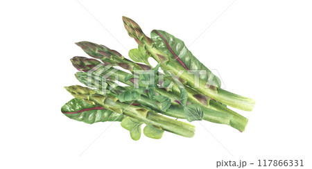 Boiled cooked asparagus pile with chard leaves and sprinkle of chopped herbs on top watercolor illustration. Healthy tasty young spring vegetable stem. For restaurant menu design, cookbook, recipes 117866331