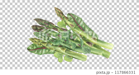 Boiled cooked asparagus pile with chard leaves and sprinkle of chopped herbs on top watercolor illustration. Healthy tasty young spring vegetable stem. For restaurant menu design, cookbook, recipes 117866331
