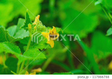 Horizontal shot of honey bee collecting pollen from yellow flower of cucumber plant on sunny summer day in vegetable garden. Process of pollination of plants, without which there will be no fruiting Horizontal shot of honey bee collecting pollen from yellow flower of cucumber plant on sunny summer day in vegetable garden. Process of pollination of plants, without which there will be no fruiting 117866788