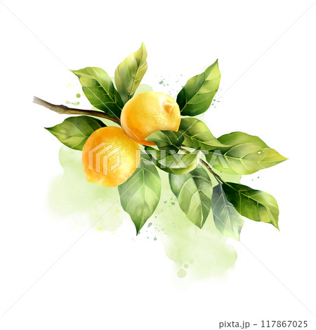 Lemons with leaves. Hand drawn illustration in watercolor style Lemons with leaves. Hand drawn illustration in watercolor style 117867025