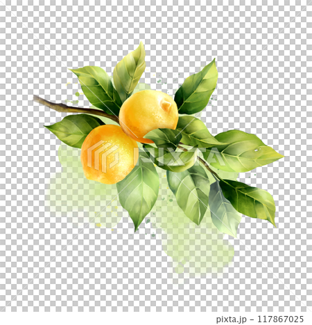 Lemons with leaves. Hand drawn illustration in watercolor style Lemons with leaves. Hand drawn illustration in watercolor style 117867025