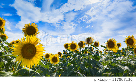 太陽に向かって 太陽に向かって 117867136