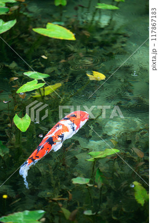 名もなき池(モネの池)　岐阜県関市 117867183