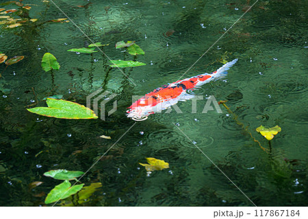 名もなき池(モネの池)　岐阜県関市 117867184