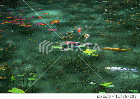 名もなき池(モネの池)　岐阜県関市 117867185