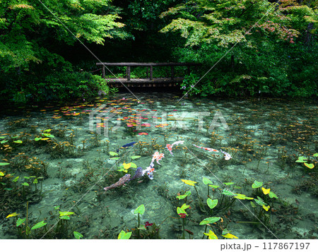 名もなき池(モネの池) 岐阜県関市 名もなき池(モネの池) 岐阜県関市 117867197