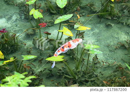 名もなき池(モネの池)　岐阜県関市 117867200