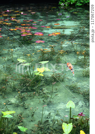 名もなき池(モネの池) 岐阜県関市 名もなき池(モネの池) 岐阜県関市 117867209