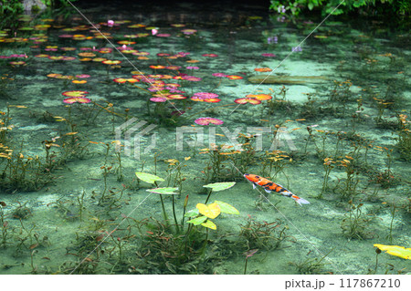 名もなき池(モネの池)　岐阜県関市 117867210