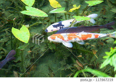 名もなき池(モネの池) 岐阜県関市 名もなき池(モネの池) 岐阜県関市 117867219