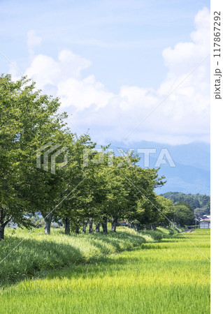 田園風景に延びる桜並木 旧国鉄倉吉線 田園風景に延びる桜並木 旧国鉄倉吉線 117867292