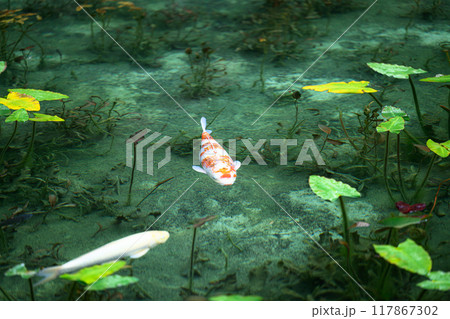 名もなき池(モネの池)　岐阜県関市 117867302