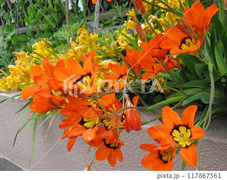 南アフリカ原産で、彩りのコントラストが強い 派手な花を咲かせます 南アフリカ原産で、彩りのコントラストが強い 派手な花を咲かせます 117867561