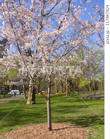 高層ビルと青空に映える桜 高層ビルと青空に映える桜 117867824