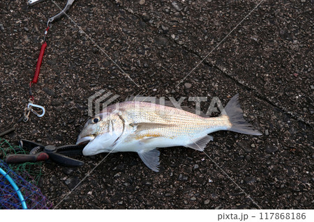 堤防から釣れた魚 ヘダイ 平鯛 堤防から釣れた魚 ヘダイ 平鯛 117868186